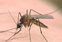 Как отпугнуть комаров