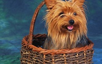 Породы маленьких собак: йоркширский терьер