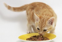 Рацион питания кошки
